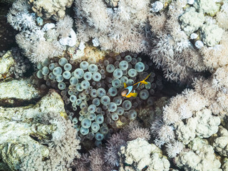 Clown fish in their territory in Red Sea, Aqaba, Jordan