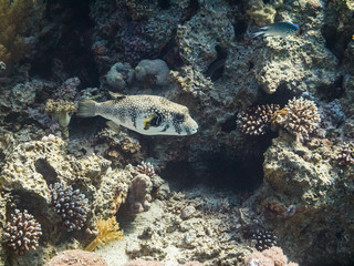 Fototapeta na wymiar Puffer fish in Red Sea, Aqaba, Jordan.