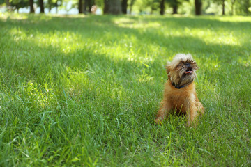 Fototapeta premium Cute fluffy dog on green grass in park. Space for text