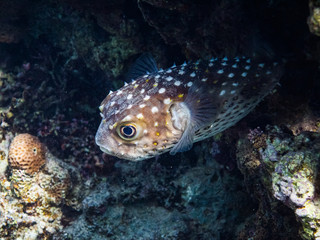 Puffer fish in Red Sea, Aqaba, Jordan.