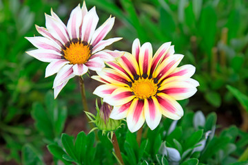 Flowers in the park