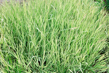 Flower leaf awn in the botanical garden