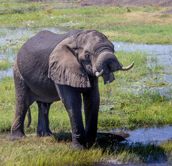 Fototapeta premium African animals