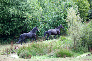 Zwei Schwarze Pferde laufen frei auf der Wiese. Rappen im Sommer galoppieren frei 