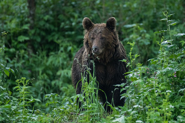 Obraz na płótnie Canvas Brown bear (Ursus arctos) feedeing on a forest meadow. Bieszczady Mountains. Poland