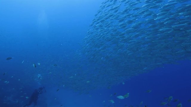 Bait ball and diver in coral reef of Caribbean Sea around Curacao at dive site Playa Grandi
