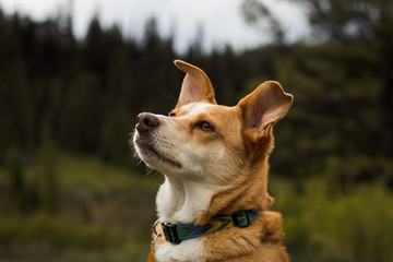 australian cattle dog in the woods of canada