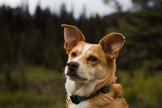 Texas Heeler Images Browse 116 Stock Photos Vectors And Video Adobe Stock