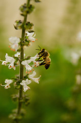 Bee and Basil
