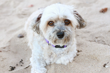 Small Dog Looking At Camera On Beach