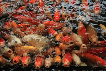 Colorful Koi Carps