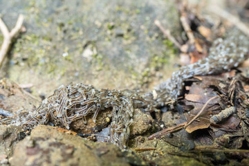 Dark-winged fungus gnat, Sciara militaris larva. Bieszczady Mountains. PolandGITAL CAMERA