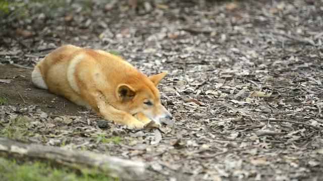Australian dingo outside in nature during the day.