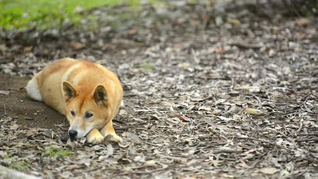 Australian dingo outside in nature during the day.