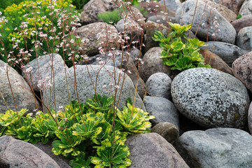 Blooming saxifrage umbrosa plants in a small rockery in the summer garden