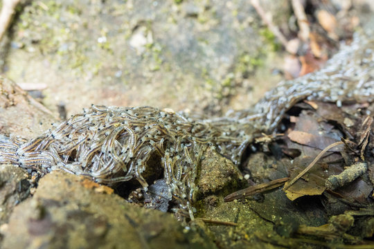 Dark-winged fungus gnat, Sciara militaris larva. Bieszczady Mountains. PolandGITAL CAMERA