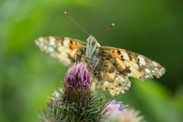 Painted lady (Vanessa cardui) on the flower. Bieszczady Mountains. Poland