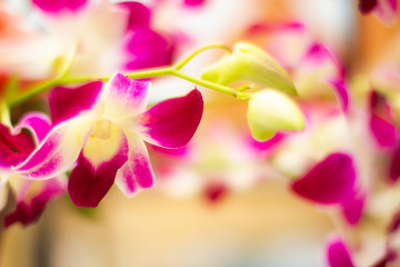 Close up of orchid flower, with copy space.
