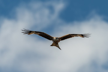 Red kite (Milvus milvus) bird of prey