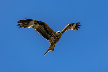 Red kite (Milvus milvus) bird of prey