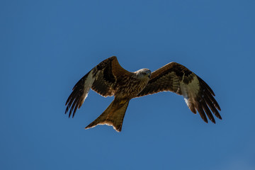 Red kite (Milvus milvus) bird of prey