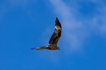 Red kite (Milvus milvus) bird of prey