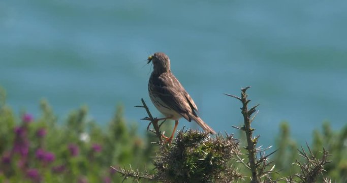 Meadow Pipit skylark bird insect in beak flying away heather ocean slow motion