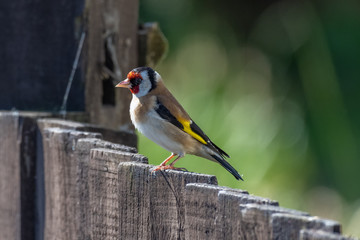 European goldfinch (Carduelis carduelis)