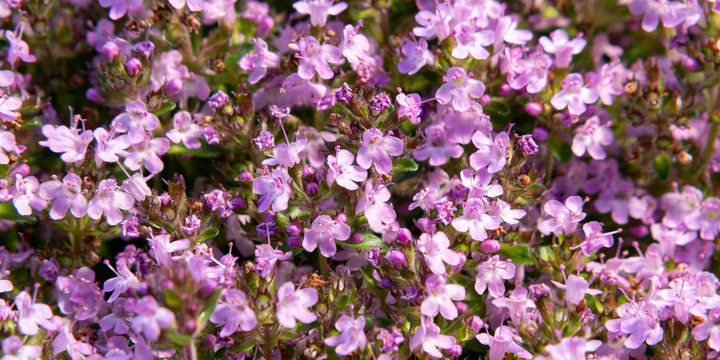 Groundcover blooming purple flowers thyme serpyllum on a bed in the garden, close up, soft selective focus