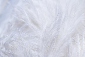 texture of a bunch of white fluffy ostrich feathers closeup