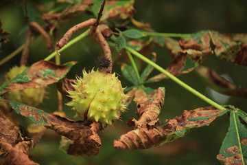 Chestnuts on a tree