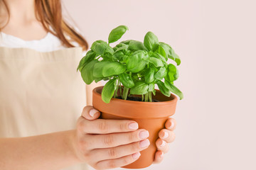 Woman holding pot with fresh basil on light background