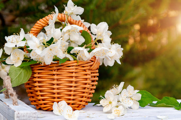 Basket with Flowers of philadelphus somewhere called jasmine or mock orange on a white wooden tray outdoors in summer