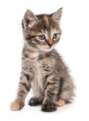 Obraz premium Cute funny kitten on white background