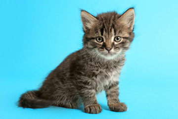 Cute funny kitten on color background