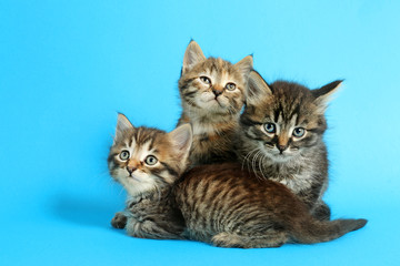Fototapeta na wymiar Cute funny kittens on color background