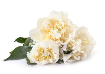 Beautiful fresh peony flowers on white background