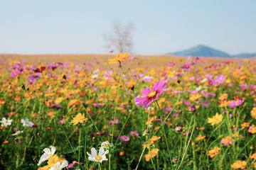 Cosmos in field with colorful.