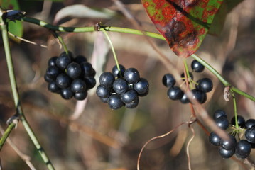 Wild Berries 