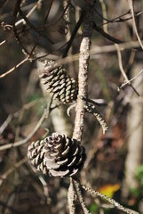 Pinecones