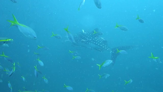View of a large moving whale shark through a school of yellowtail and scissortail fusiliers; Koh Tao, Gulf of Thailand.