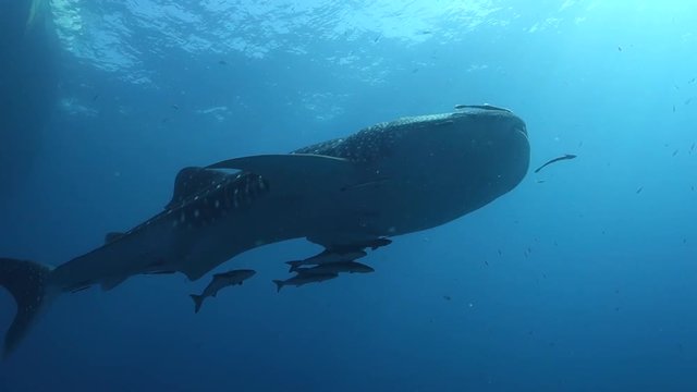 Large endangered whale shark swims under a dive boat on a scuba diving site in the Gulf of Thailand; several large cobia.
