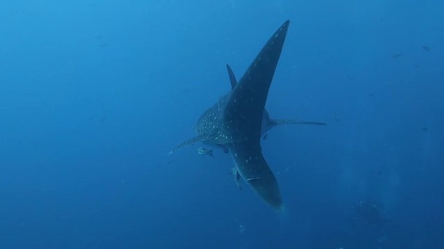 Following a large majestic whale shark from behind as it swims past an underwater photographer; Koh Tao, Thailand.