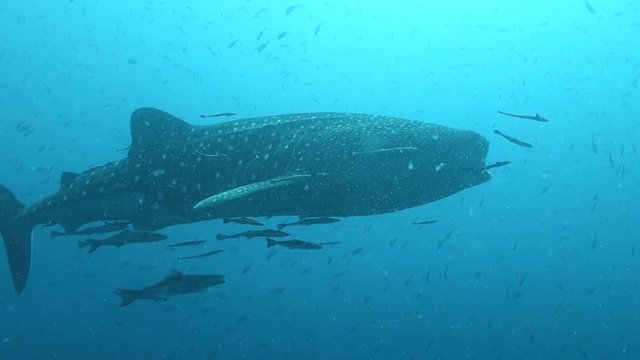 Large endangered whale shark opens its mouth wide to feed while it swims; remoras and cobias around it; many other fish in background.