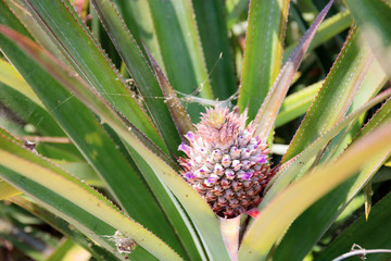 Pineapple of growing on tree.