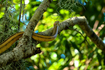 Yellow Rat Snake Climbing a Tree Branch