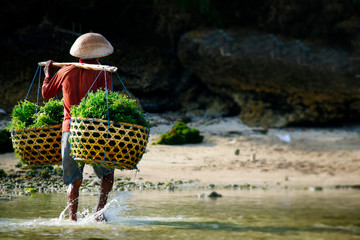 farmer harvesting sea weed on the beach