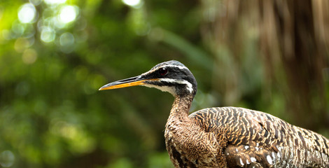 Sunbittern Bird 