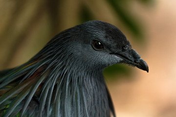 portrait of a bird