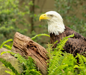 portrait of an american bald eagle / bird of prey